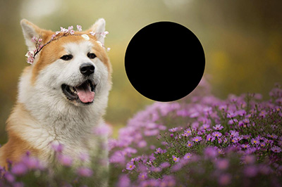 首先我们需要在PS右下角图层处：新建一个图层，然后用形状工具在图片上画一个细节展示窗口，形状任意，这里用圆形，我个人比较喜欢圆形风格。