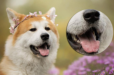 使用变换工具，将要细节展示的部分放大并调整合适的位置。