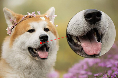 最后我们可以在图片中添加引导箭头，让用户更好的了解这是这个部位的细节放大图。