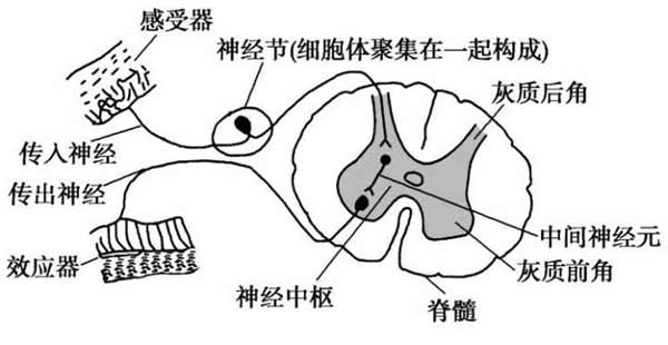 吃辣椒为啥感觉热？吃薄荷为啥觉得凉？2021 年这项诺奖告诉你答案