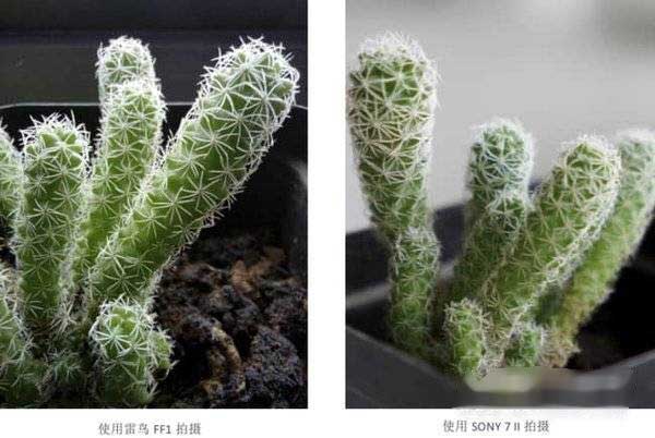 雷鸟FF1拍照怎么样-拍照效果好吗(图文)