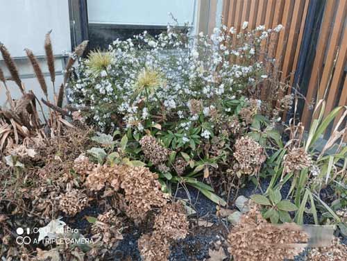 酷派COOL20Pro拍照怎么样-拍照实测(图文)