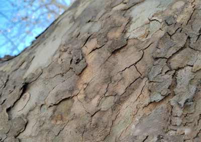 荣耀60有长焦镜头吗-手机的镜头分别是什么(图文)