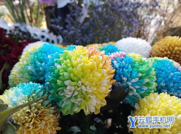 荣耀畅玩30plus拍照效果好吗-拍照实测