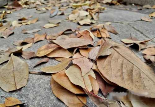 荣耀X30拍照实测怎么样-(图文)