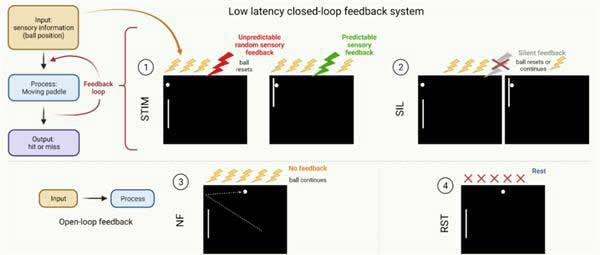 这家公司让人造大脑真的活在“黑客帝国”里了