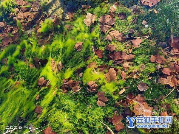 iQOO9Pro拍照怎么样-手机拍照评测