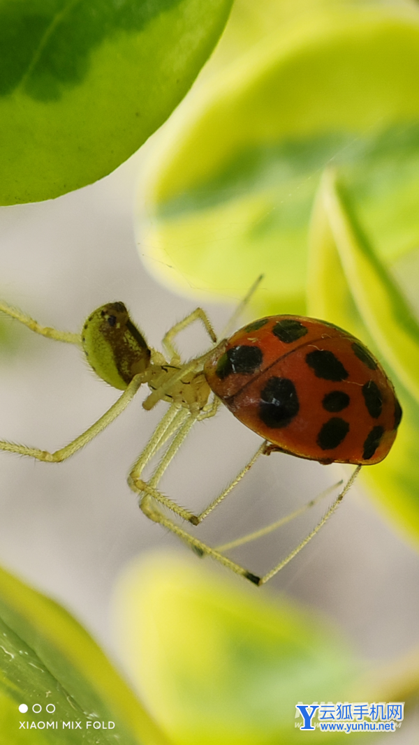 微距样张,展现蜘蛛与瓢虫