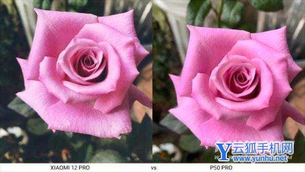 小米12pro拍照对比华为p50pro-哪款手机拍照性能更好