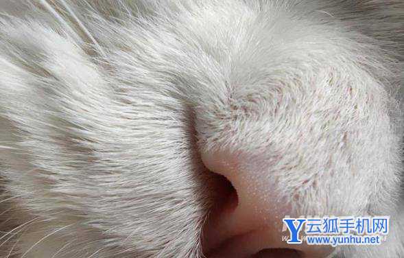 一加9R拍照怎么样-拍照详情