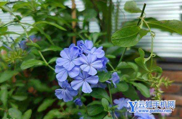 魅族18s拍照怎么样-拍照性能评测