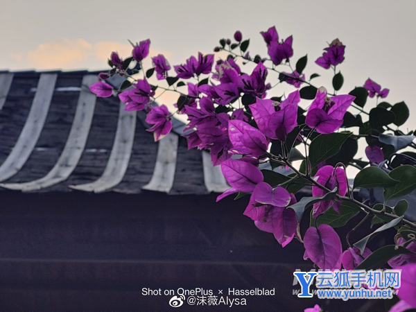 一加10Pro的哈苏2.0的拍照效果怎么样-手机哈苏拍照效果好吗