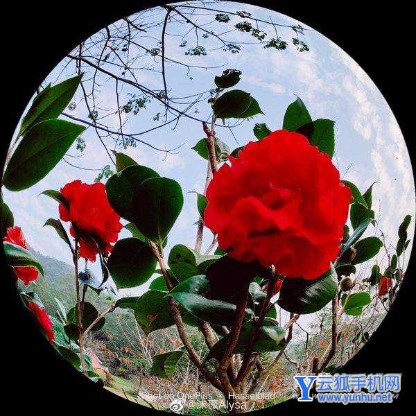 一加10Pro的哈苏2.0的拍照效果怎么样-手机哈苏拍照效果好吗