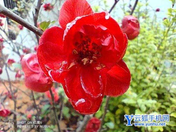 红魔7Pro手机拍照性能怎么样-手机拍照评测