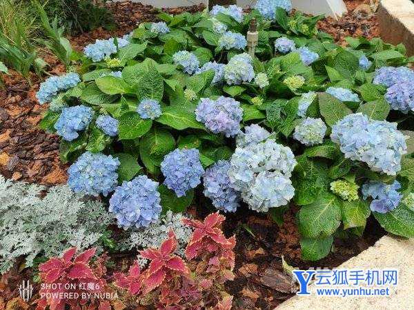 红魔7Pro手机拍照性能怎么样-手机拍照评测