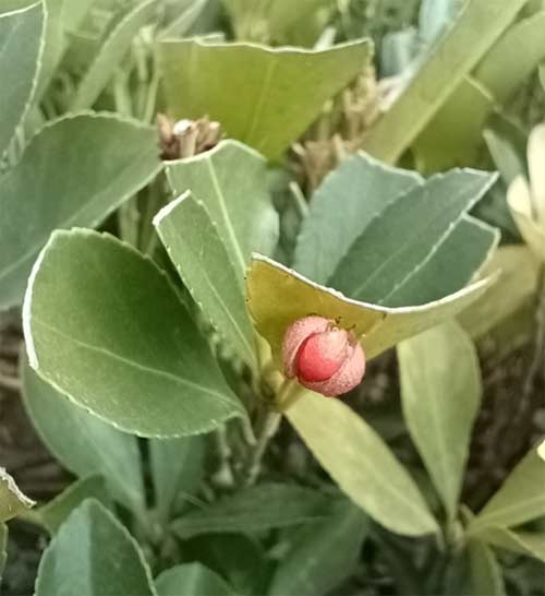 vivoY33s日常成像怎么样-拍照模糊吗