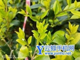 华为Nova9se拍照怎么样-拍照评测