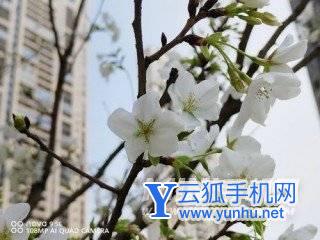 华为nova9SE一亿像素体验怎么样-手机拍照清晰吗