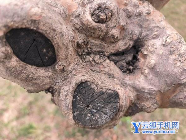 红米k50Pro拍照怎么样-手机拍照测评