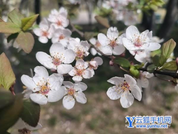 红米k50Pro拍照怎么样-手机拍照测评