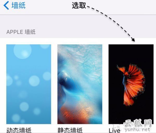 苹果iphonex如何设置动态壁纸？iphonex设置live photo动态壁纸方法
