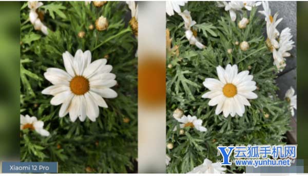 小米12Pro对决苹果13ProMax拍照-谁的拍照性能更加好