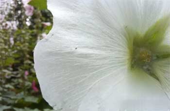 荣耀x20se拍照效果怎么样-相机参数(图5)