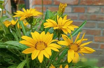 荣耀x20se拍照效果怎么样-相机参数(图4)