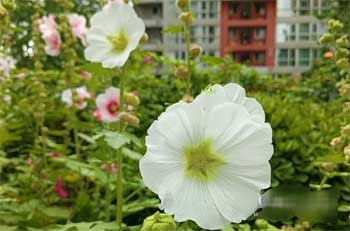 荣耀x20se拍照效果怎么样-相机参数(图3)