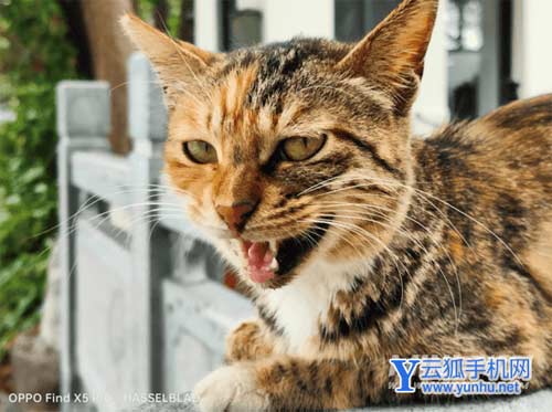 OPPOFindX5Pro水蓝配色怎么样-手感好吗