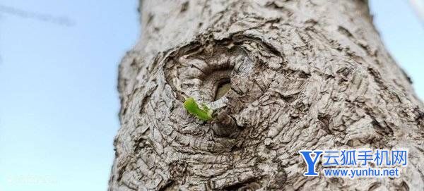 荣耀Play6TPro拍照怎么样-手机拍照测评