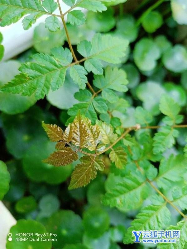 荣耀Play6TPro拍照怎么样-手机拍照测评