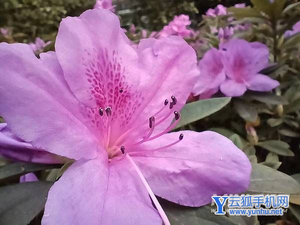 荣耀Play6T拍照怎么样-摄像评测