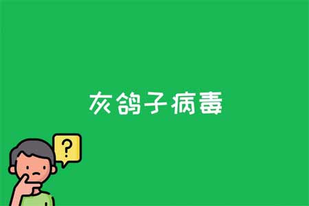 灰鸽子病毒是什么(图文)