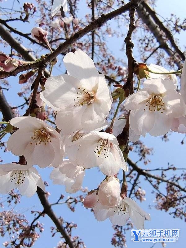 iqooneo6拍照怎么样-摄像评测