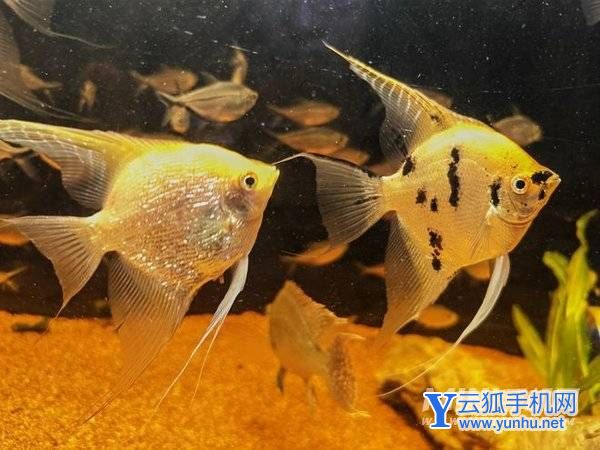 荣耀Magic4至臻版拍照怎么样-手机影像评测