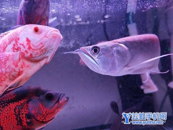 荣耀Magic4至臻版拍照怎么样-手机影像评测