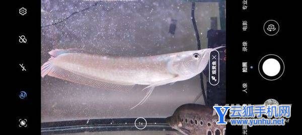 荣耀Magic4至臻版拍照怎么样-手机影像评测