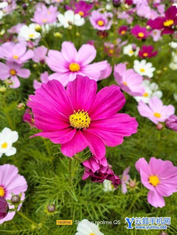 真我Q5拍照怎么样-摄像评测