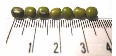 近距离观察苹果 12.9 英寸 M1 iPad Pro 中的 mini LED 背光灯(图文)