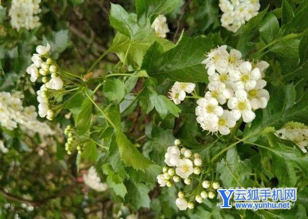 努比亚Z40Pro手机用户评价怎么样-手机值得入手吗