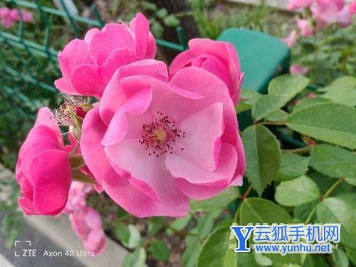 中兴Axon40Ultra夜景拍照-手机拍照实测