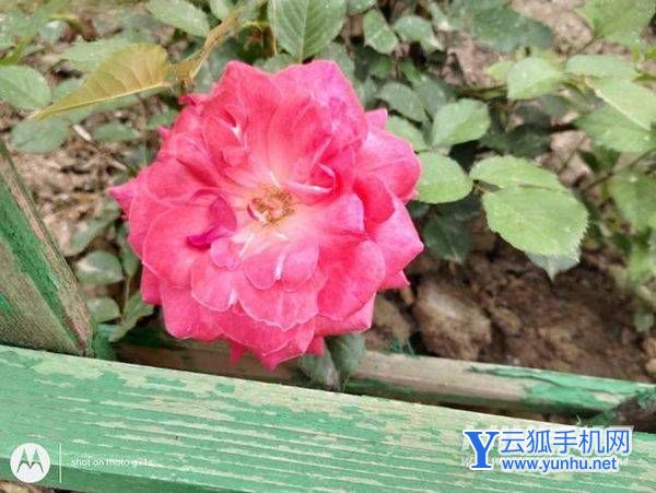 摩托罗拉g71s拍照怎么样-摄像详情