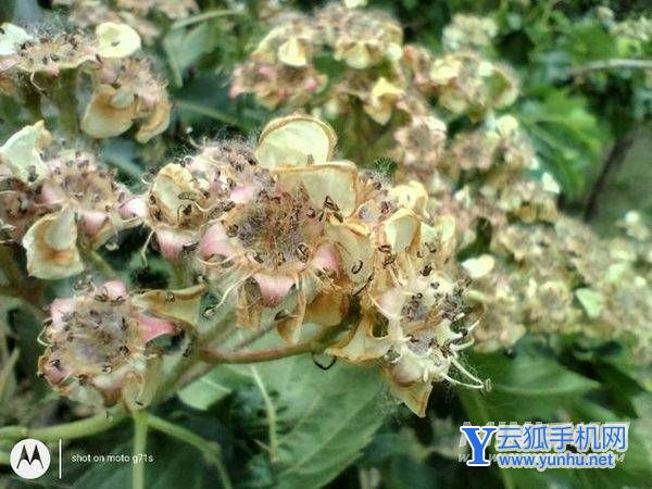 摩托罗拉g71s拍照怎么样-摄像详情