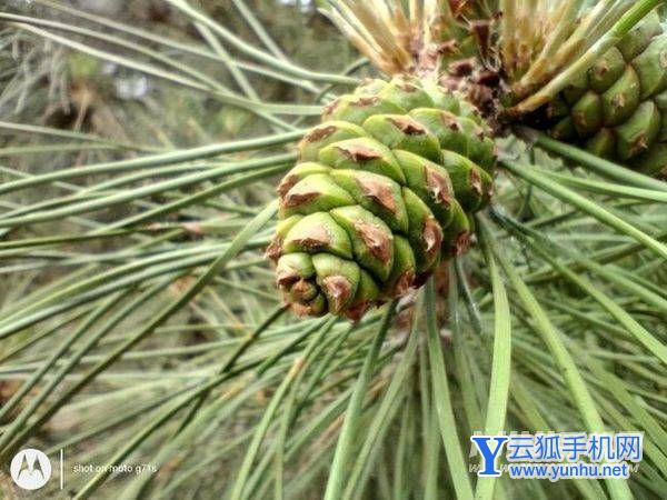 摩托罗拉g71s拍照怎么样-摄像详情