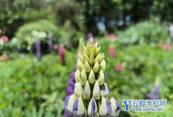 一加Ace竞速版拍照怎么样-摄像详情