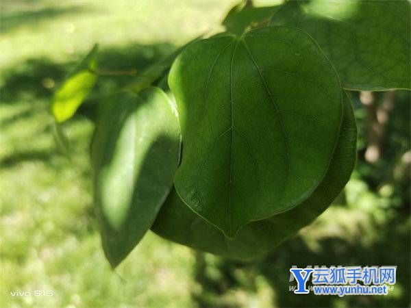 vivoS15拍照怎么样-摄像评测