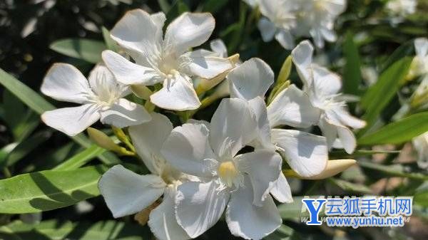 Redmi Note11T Pro+评测:中端机性能天花板