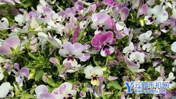 Redmi Note11T Pro+评测:中端机性能天花板