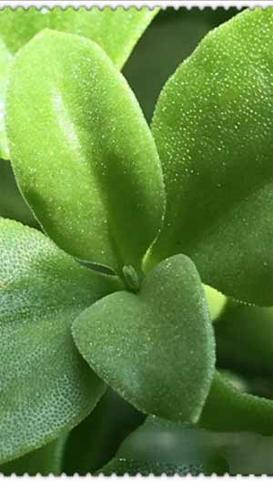 iPhone13怎么拍微距-怎么拍微距好看(图文)